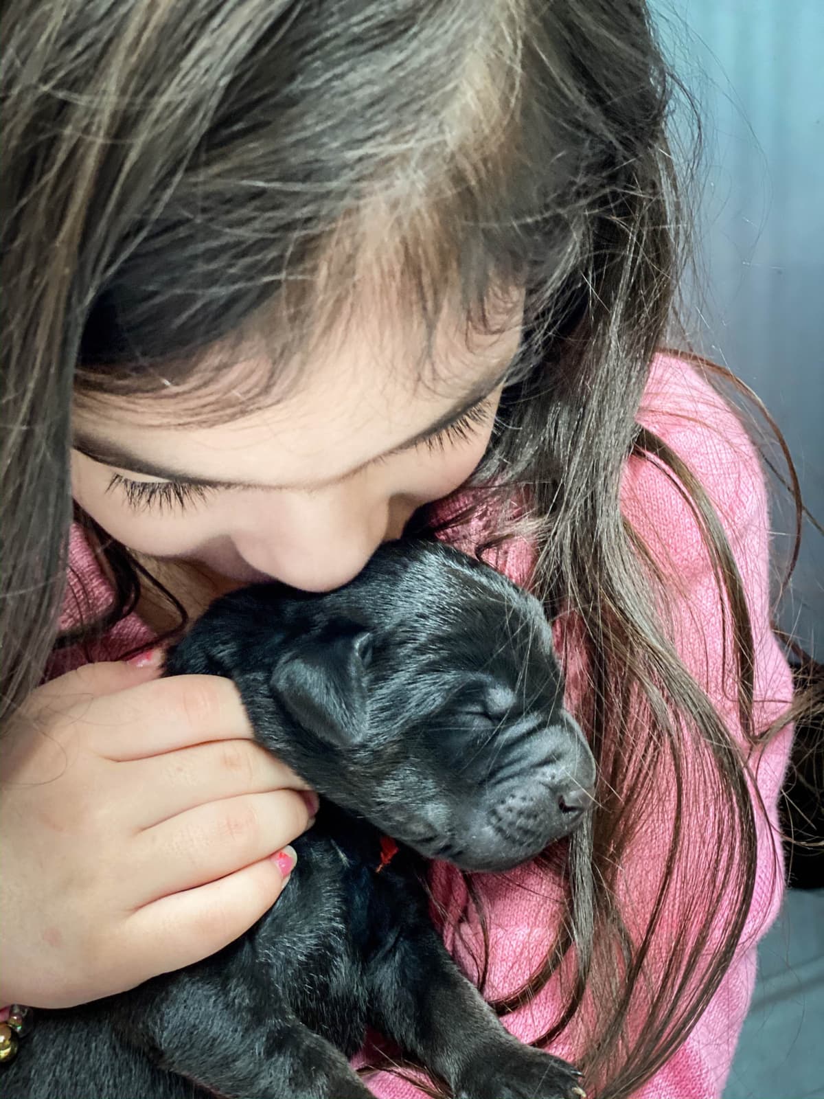 Labrador Retriever Puppies breeder image 30