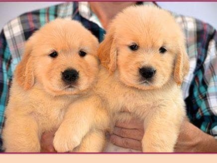 Golden Retriever Puppies Male 8 weeks old breeder image 1