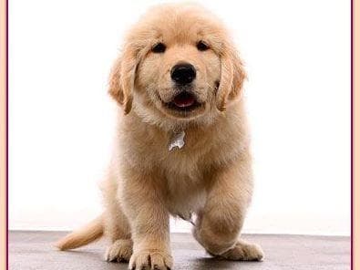 Golden Retriever Puppies Male 8 weeks old breeder image 4