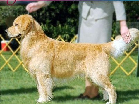 Golden Retriever Puppies Male 8 weeks old breeder image 3