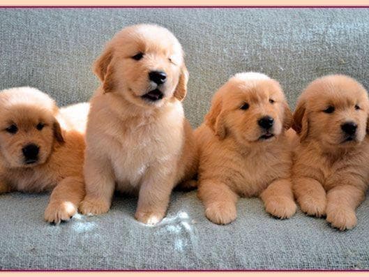 Golden Retriever Puppies Male 8 weeks old breeder image 2