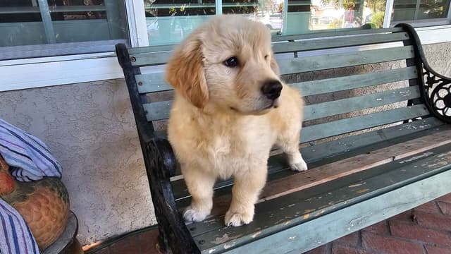 Golden Retriever Puppies Male 8 weeks old media 2