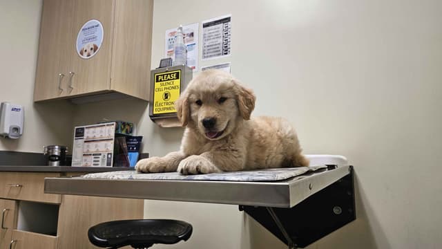 Golden Retriever Puppies Male 8 weeks old media 3