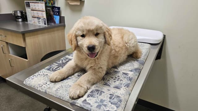 Golden Retriever Puppies Male 8 weeks old media 4
