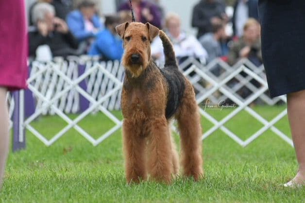 MEADOWAIRE Airedale Terrier Puppies breeder image 6
