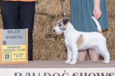 MEADOWAIRE Airedale Terrier Puppies breeder image 8