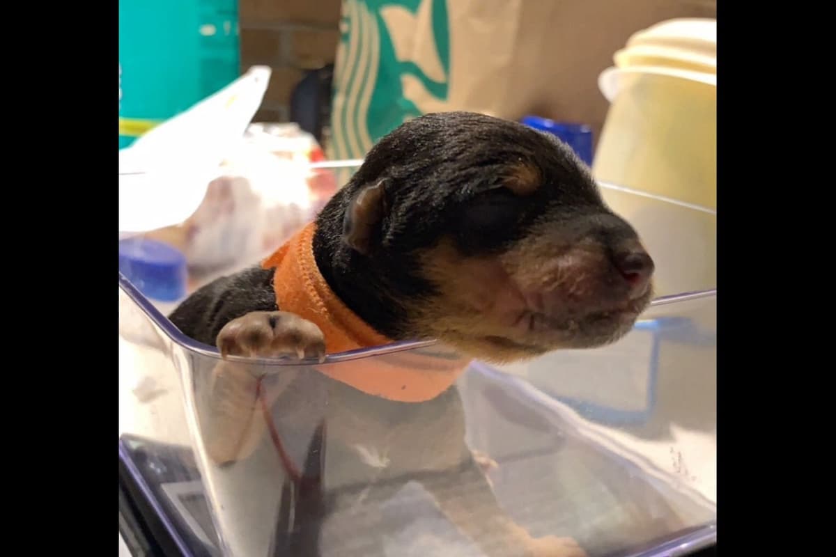 MEADOWAIRE Airedale Terrier Puppies breeder image 9