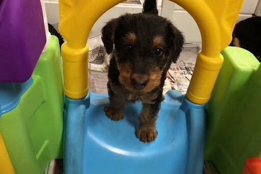 MEADOWAIRE Airedale Terrier Puppies breeder image 10