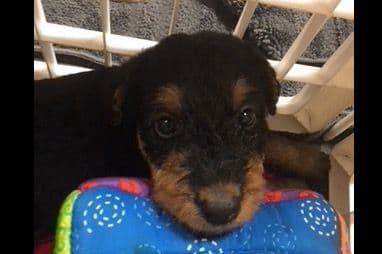 MEADOWAIRE Airedale Terrier Puppies breeder image 11