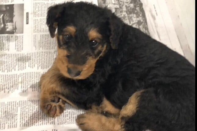 MEADOWAIRE Airedale Terrier Puppies breeder image 12