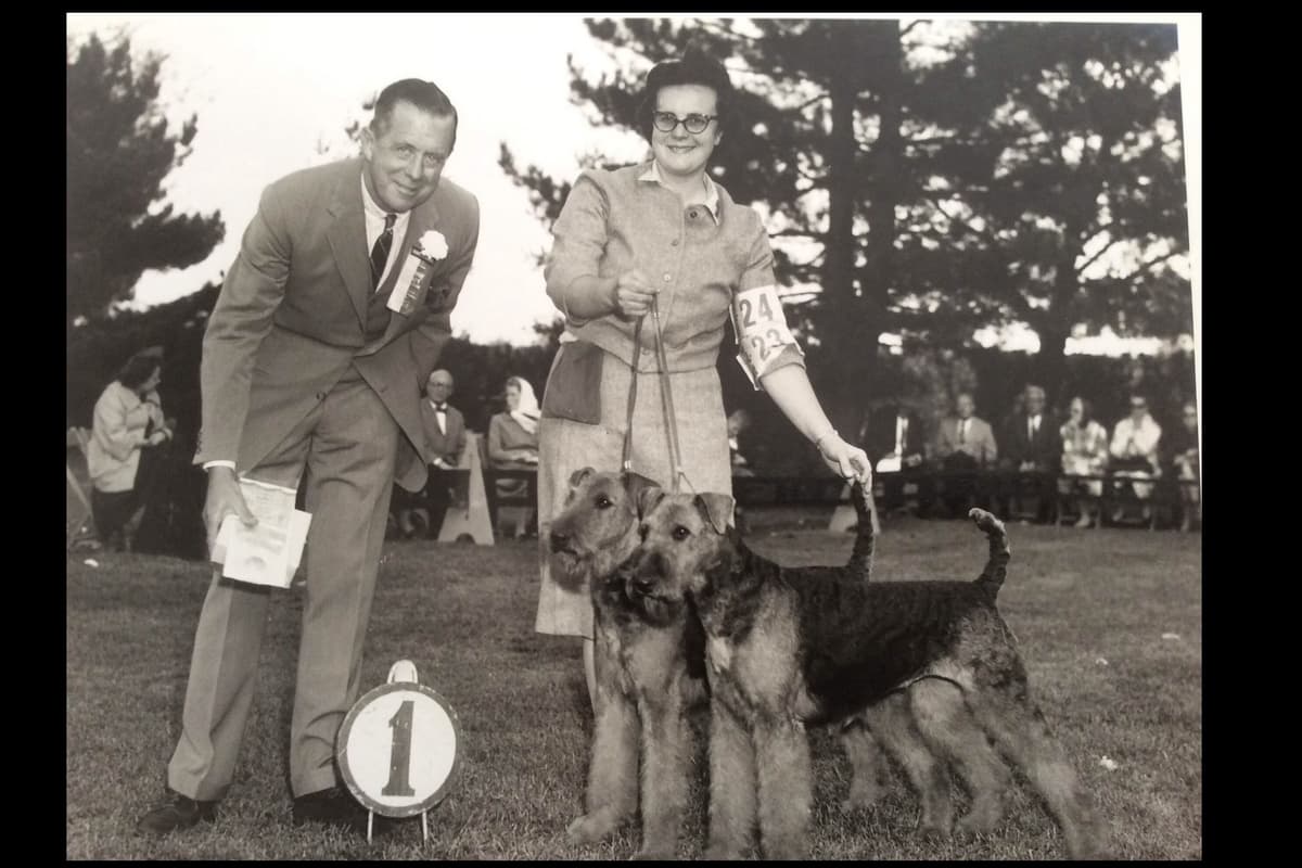 MEADOWAIRE Airedale Terrier Puppies breeder image 13