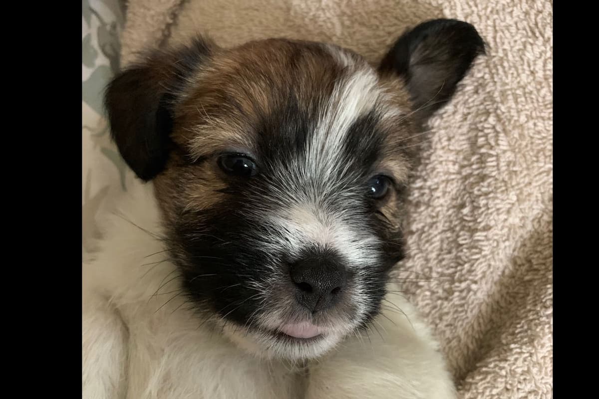 MEADOWAIRE Airedale Terrier Puppies breeder image 2