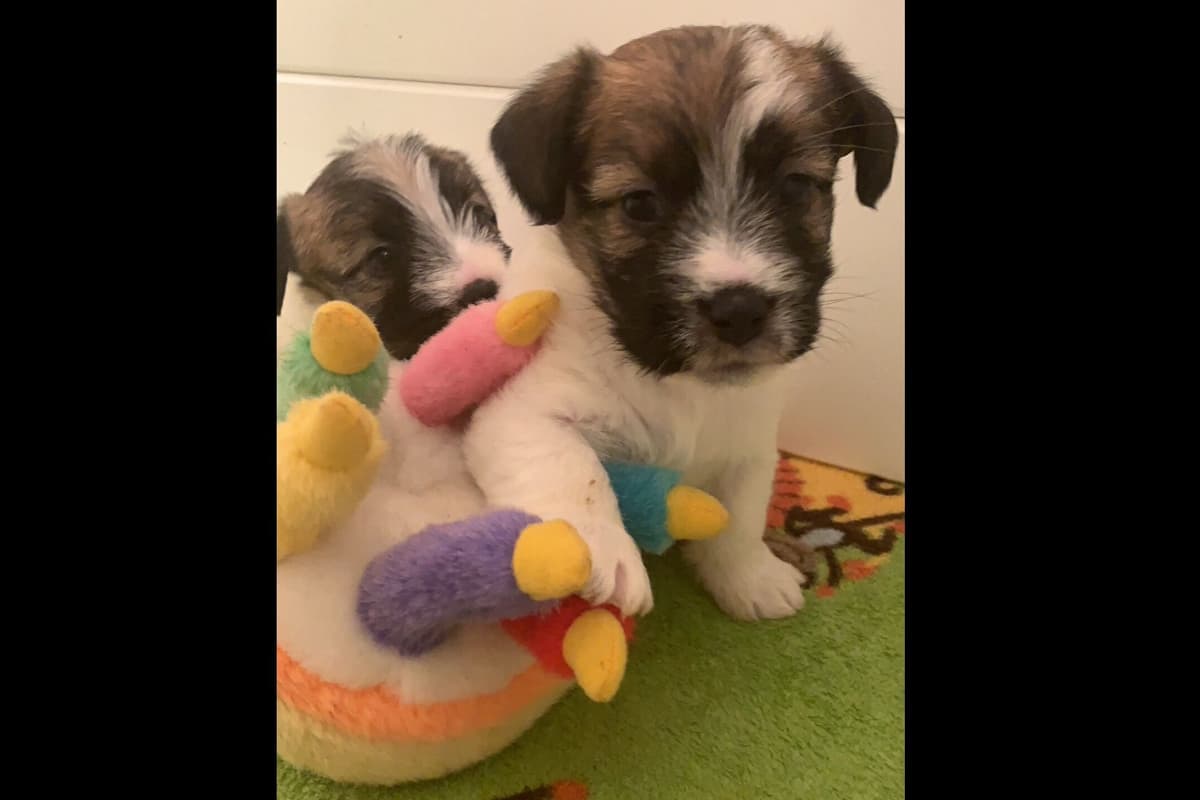 MEADOWAIRE Airedale Terrier Puppies breeder image 15