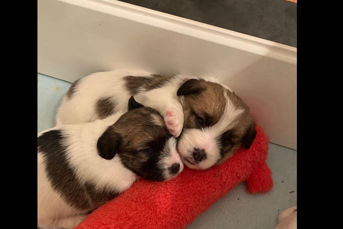 MEADOWAIRE Airedale Terrier Puppies breeder image 16