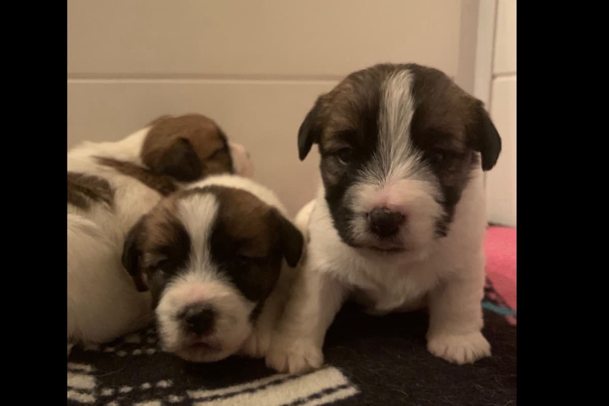 MEADOWAIRE Airedale Terrier Puppies breeder image 17