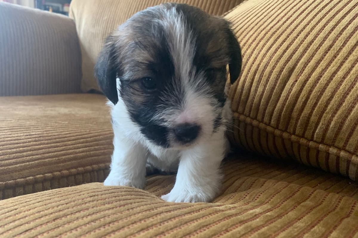 MEADOWAIRE Airedale Terrier Puppies breeder image 18