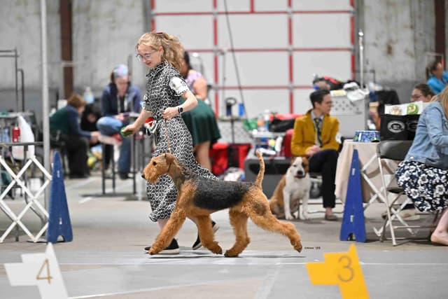 MEADOWAIRE Airedale Terrier Puppies media 3