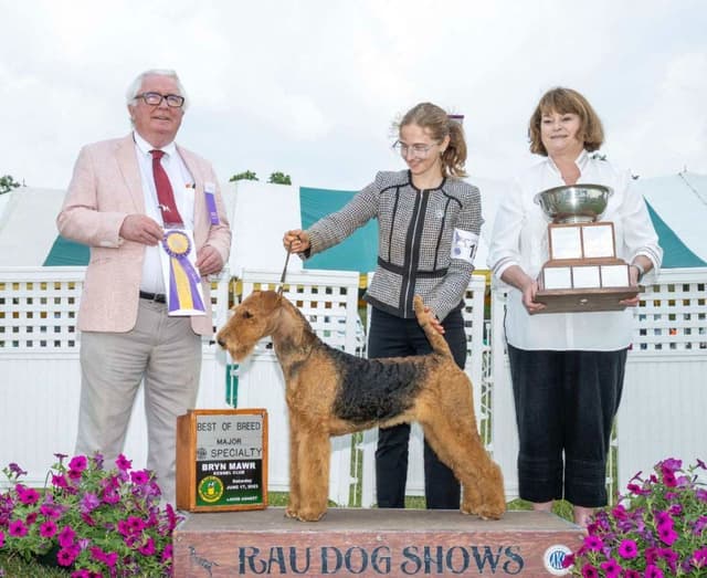 MEADOWAIRE Airedale Terrier Puppies media 2