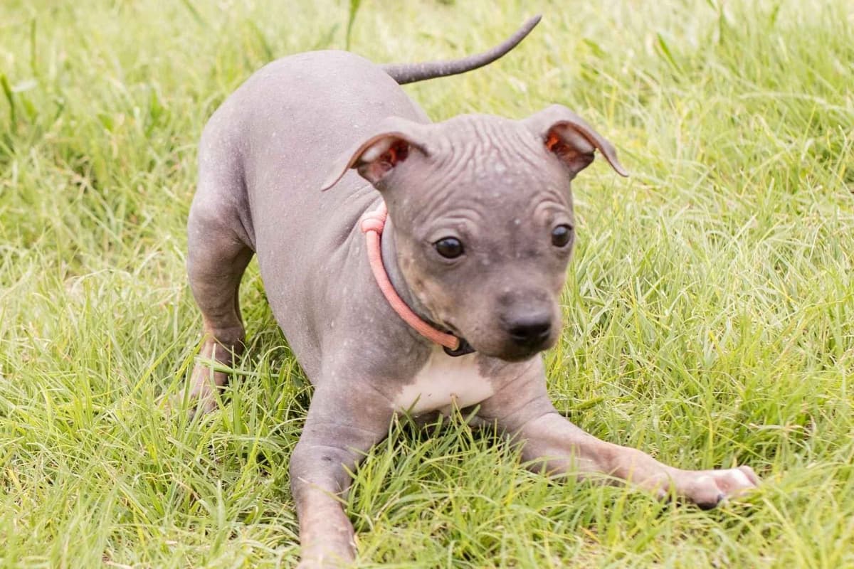 American Hairless Terrier Puppies breeder image 2