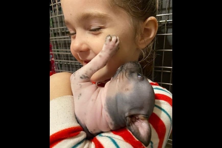 American Hairless Terrier Puppies breeder image 3