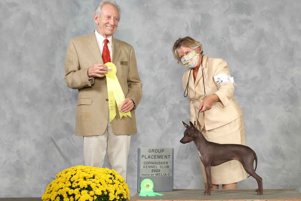 American Hairless Terrier Puppies breeder image 5