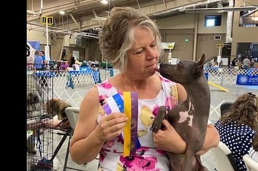 American Hairless Terrier Puppies breeder image 6