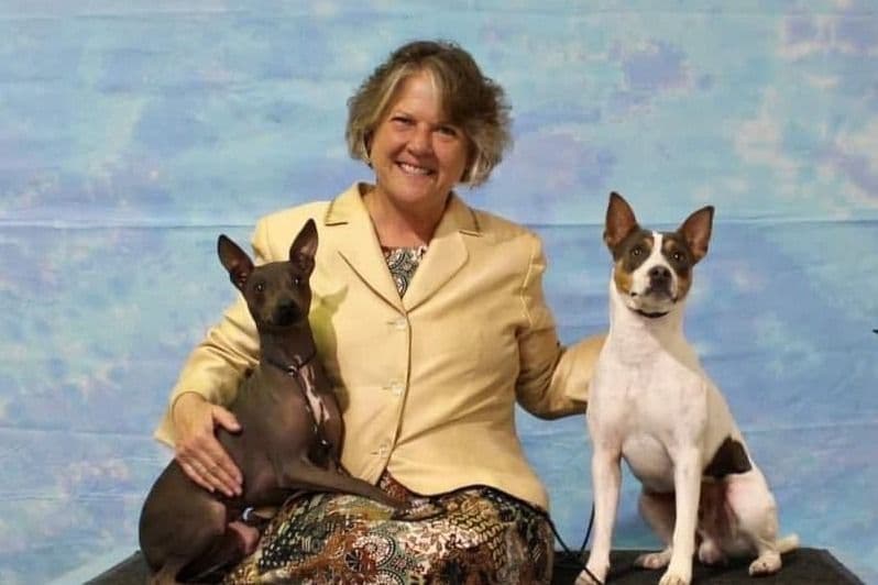 American Hairless Terrier Puppies breeder image 7