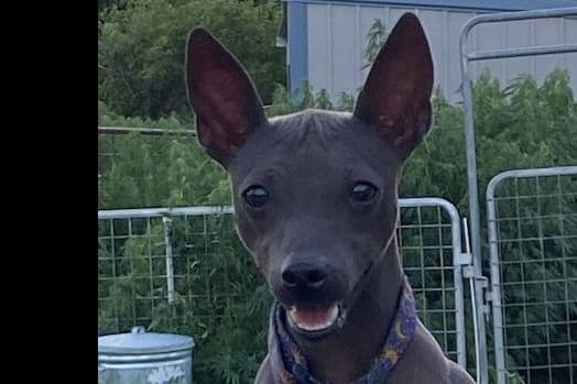 American Hairless Terrier Puppies breeder image 8