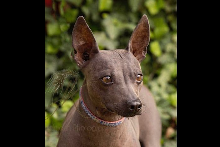 American Hairless Terrier Puppies breeder image 9