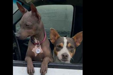 American Hairless Terrier Puppies breeder image 11