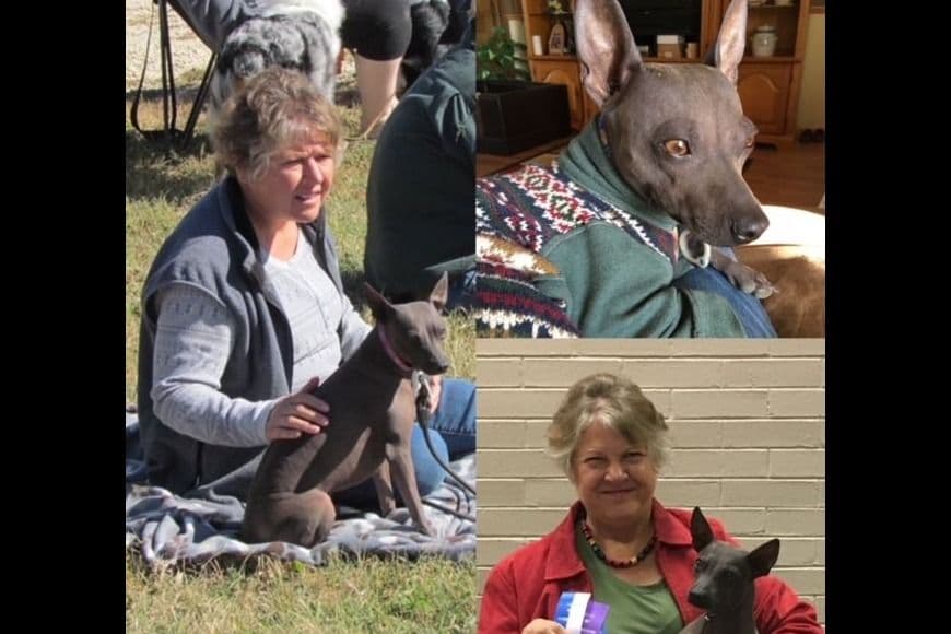 American Hairless Terrier Puppies breeder image 12