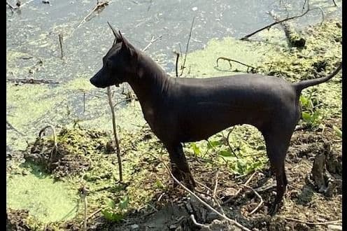American Hairless Terrier Puppies breeder image 15