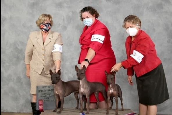 American Hairless Terrier Puppies breeder image 16