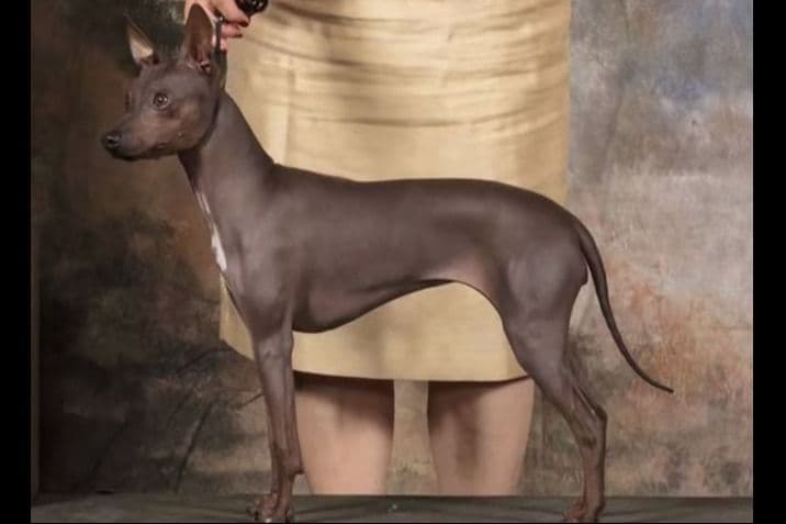 American Hairless Terrier Puppies breeder image 19