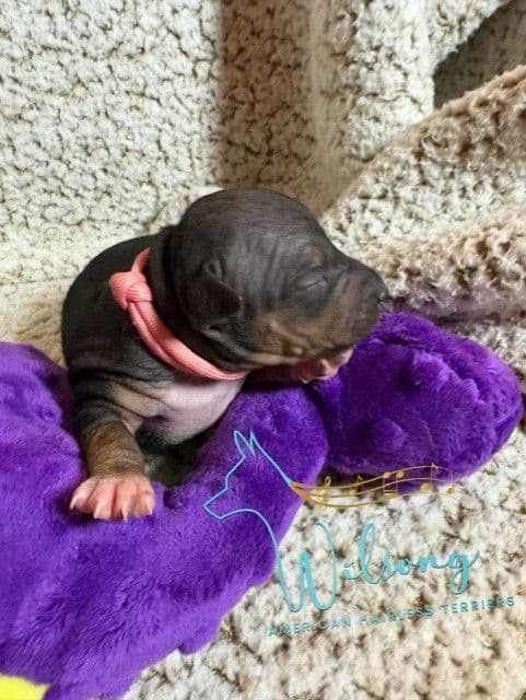 American Hairless Terrier Puppies media 3