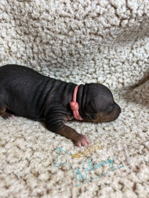 American Hairless Terrier Puppies media 4