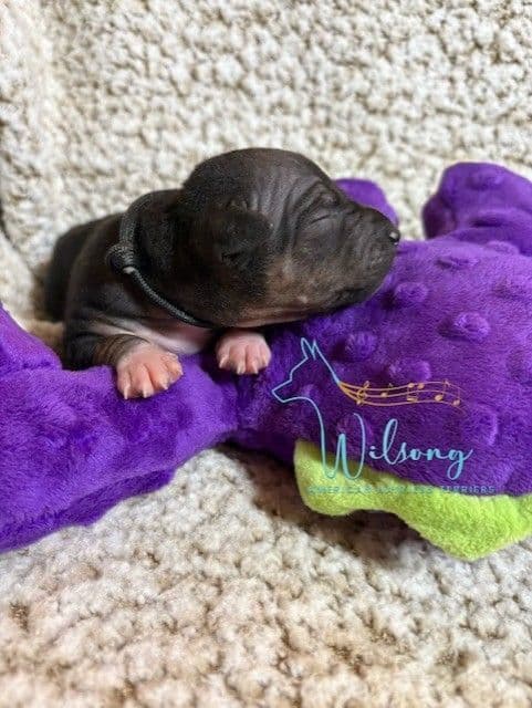 American Hairless Terrier Puppies media 7