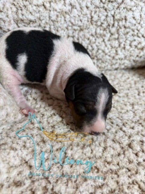American Hairless Terrier Puppies media 5