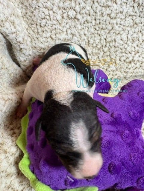 American Hairless Terrier Puppies media 8