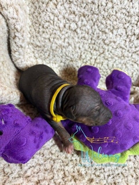 American Hairless Terrier Puppies media 11
