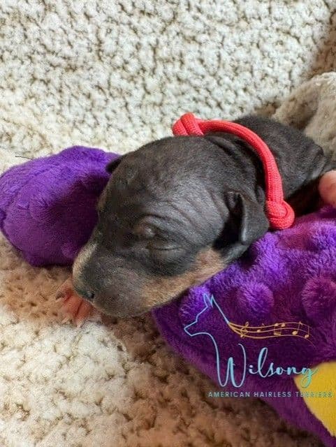 American Hairless Terrier Puppies media 9
