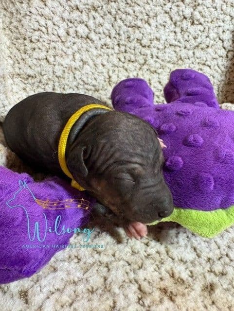 American Hairless Terrier Puppies media 10