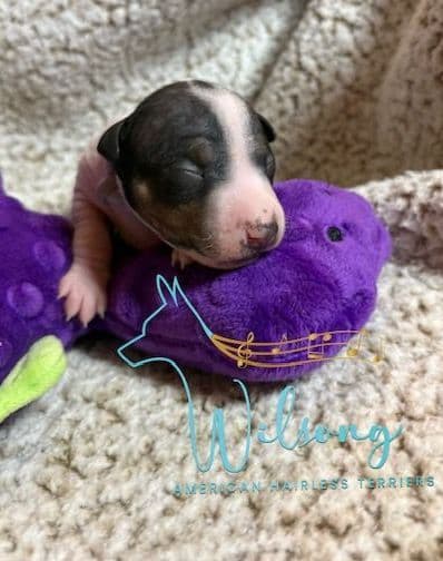 American Hairless Terrier Puppies media 12