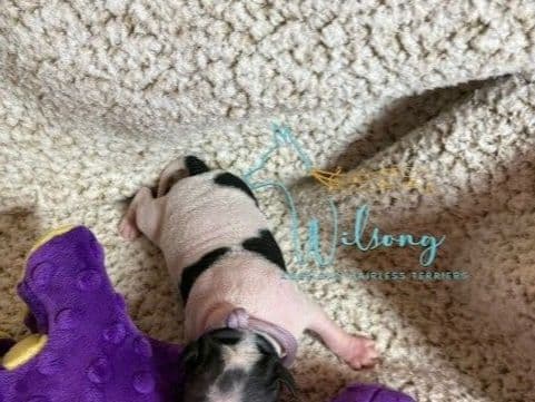American Hairless Terrier Puppies media 14