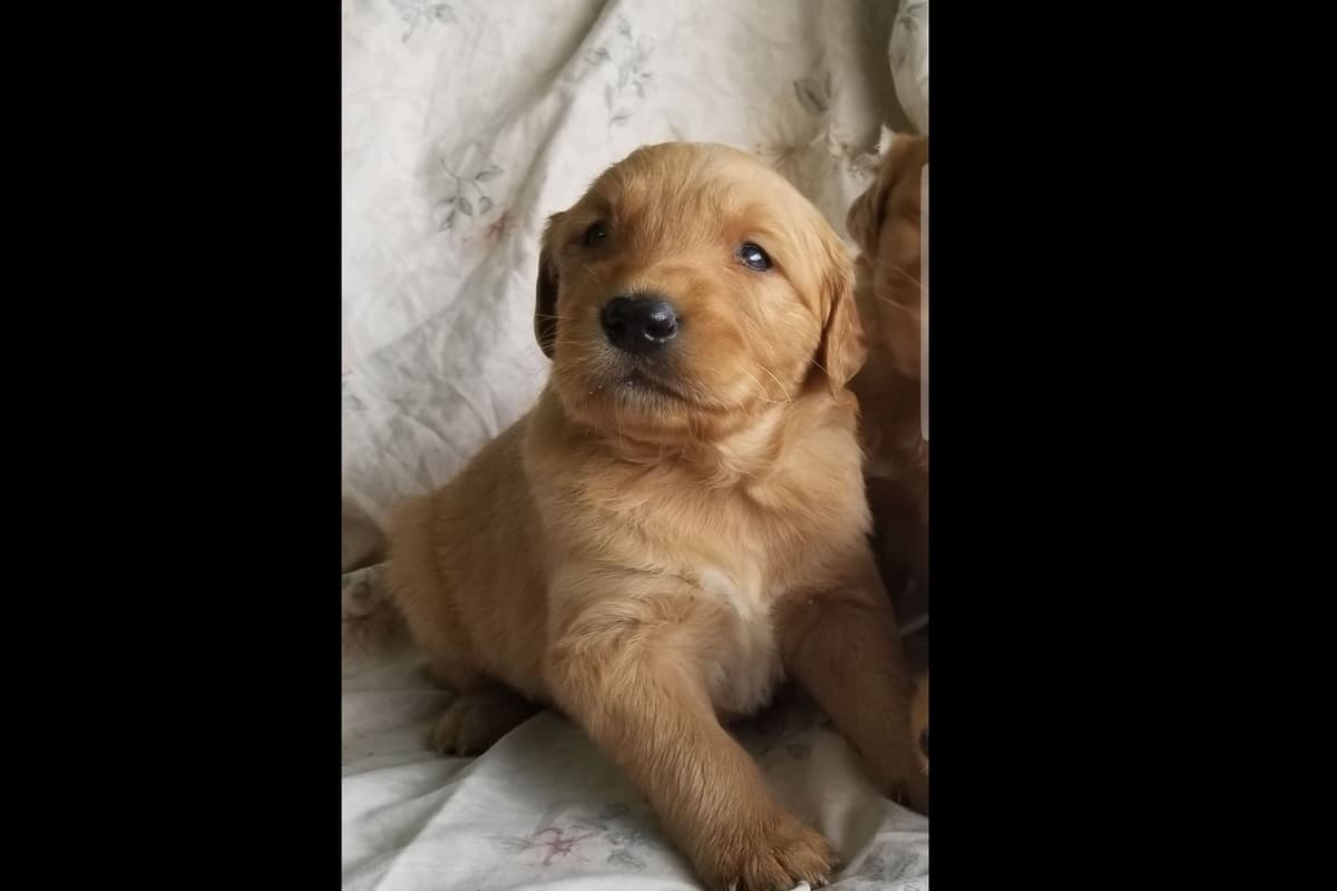 Yorkshire Terrier Puppies breeder image 4
