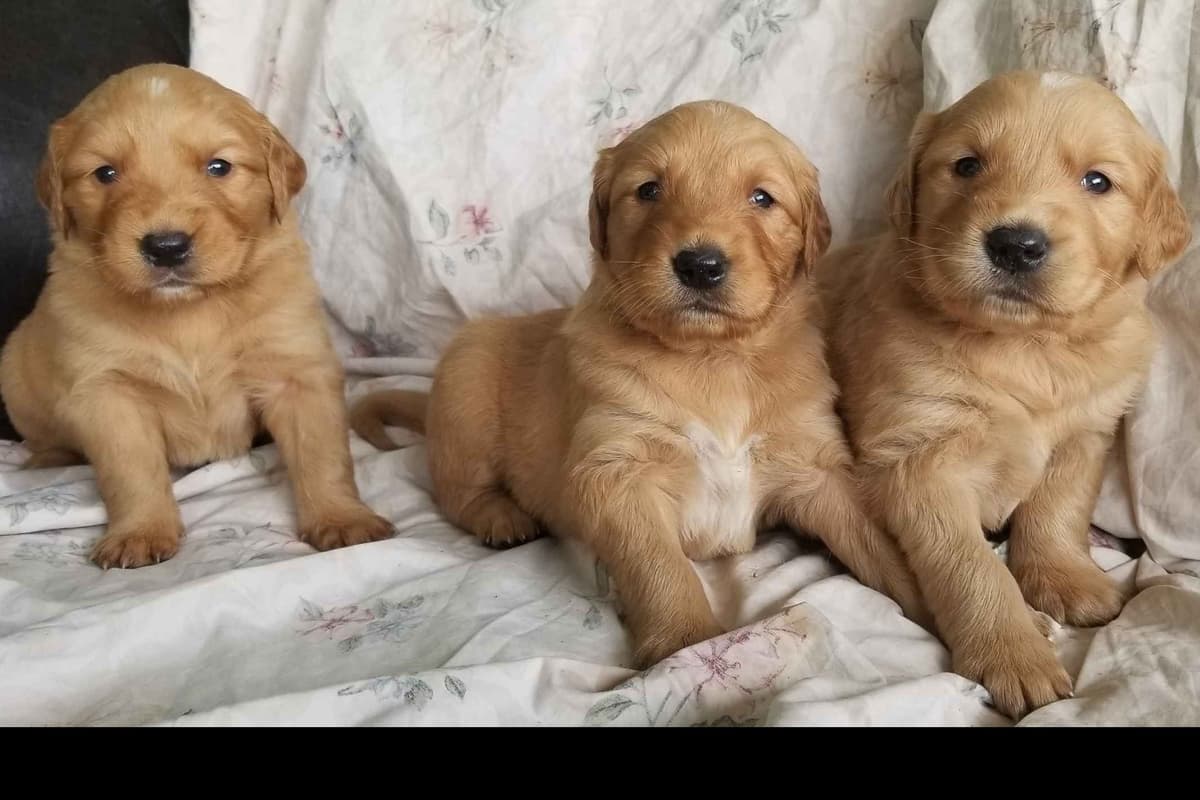 Yorkshire Terrier Puppies breeder image 5