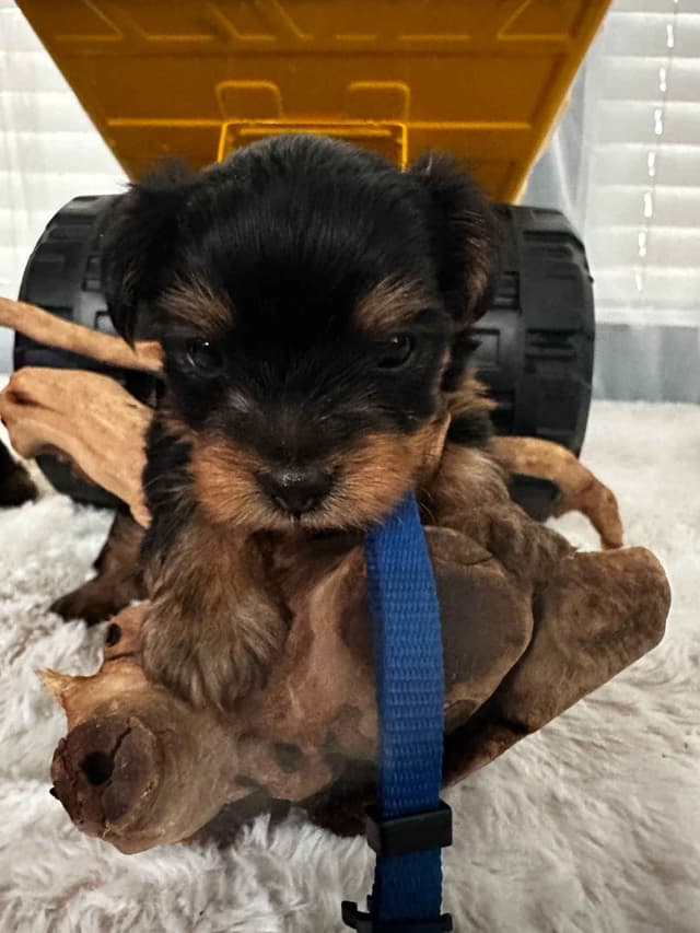 Yorkshire Terrier Puppies media 2