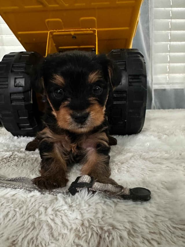 Yorkshire Terrier Puppies media 3