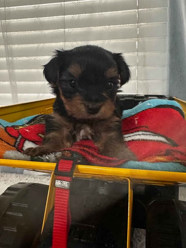 Yorkshire Terrier Puppies media 4