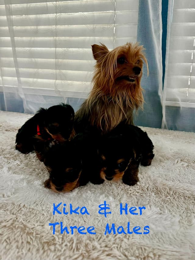 Yorkshire Terrier Puppies media 5